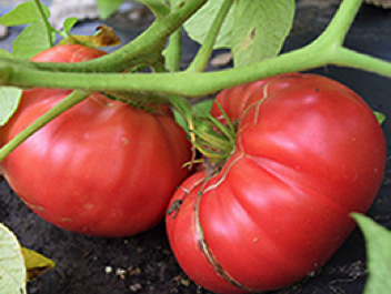 marian's heirloom tomato